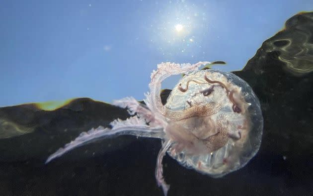 Cette espèce de méduse nommée Pelagia noctiluca envahit la Côte d'Azur (Photo: Pascal Pochard-Casabianca via AFP)