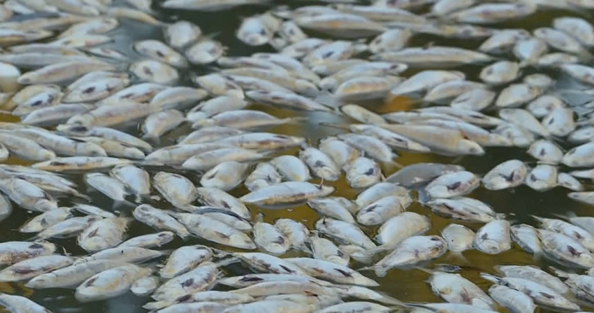 越南南部一座水庫因炎熱天氣、水庫管理不善導致數十萬條魚暴斃。（示意圖／達志／美聯社）