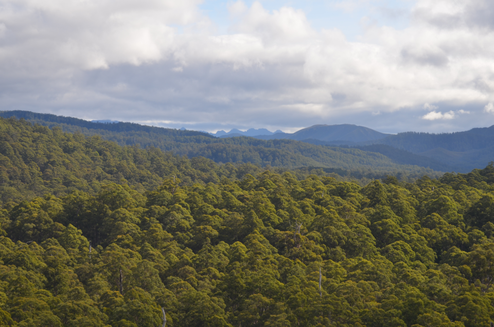 Aerial view of the Warra landscape looking looking south from the Warra flux tower above the canopy