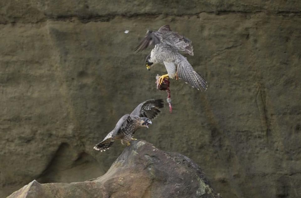 東北角遊隼幼鳥落巢，親鳥企圖以食物引誘幼鳥自行飛上岩壁。（基隆鳥會提供）