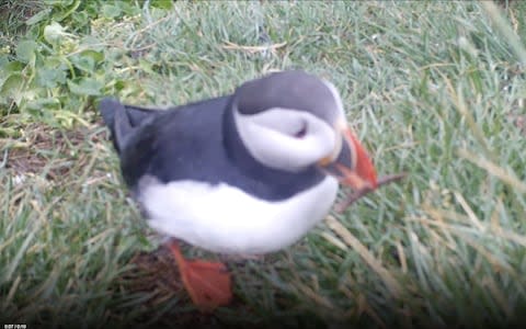 A puffin in Iceland with a stick which it used for scratching  - Credit: University of Oxford
