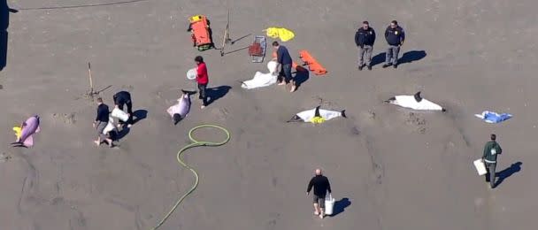 PHOTO: Eight dolphins were stranded on a beach in Sea Isle, N.J., on March 21, 2023. (WPVI)