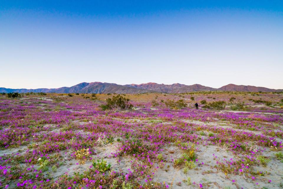 <p>Visitors flock to Anza-Borrego every spring in hopes to admire the violet radiance of a regular <a href="https://theabf.org/explore-anza-borrego/wildflowers/" rel="nofollow noopener" target="_blank" data-ylk="slk:wildflower super bloom;elm:context_link;itc:0;sec:content-canvas" class="link ">wildflower super bloom</a>. Due to low precipitation, park officials say the bloom may not be as widespread in 2023 as it has been in years past. It still may be worth it to see the few that do pop up though.</p>