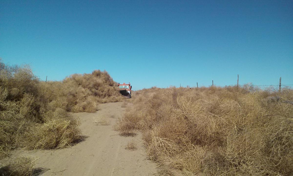 Attack of the Tumbleweeds!