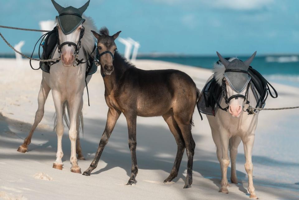 You might stumble across a pony on the beach at the resort (Siyam World)