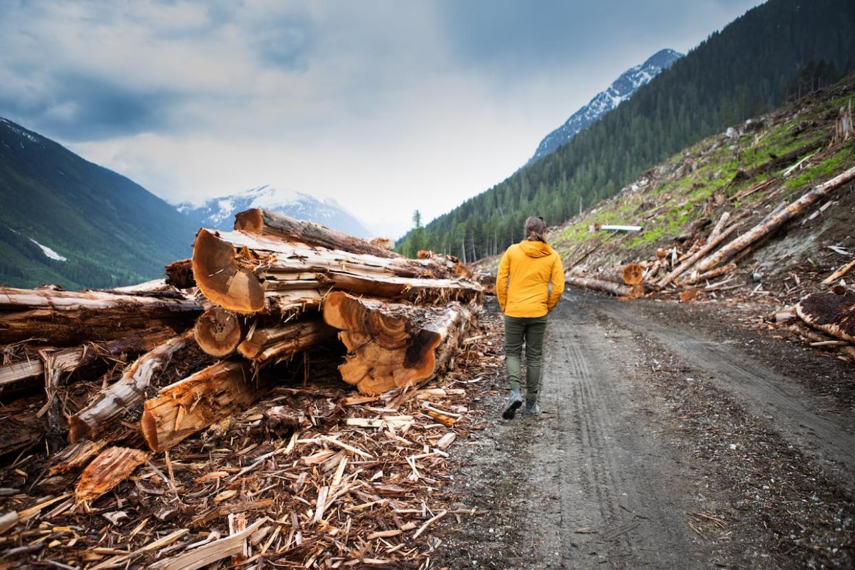 Advocate Eddie Petryshen walks next to logs that were cut from old-growth trees near Revelstoke, B.C. The B.C. government has released a report on its progress on some recommendations regarding old-growth logging — with environmental advocates saying the government should move quicker. (Camille Vernet/Radio-Canada - image credit)