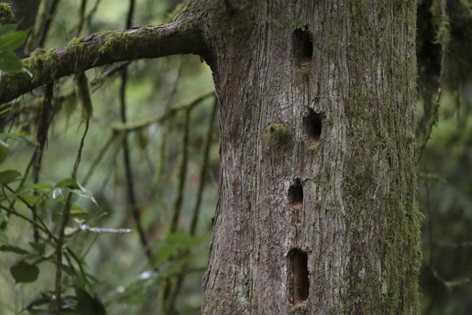 Woodpecker nesting holes in a dead western red cedar tree at Magness Memorial Tree Farm in Sherwood, Ore., Wednesday, Oct. 11, 2023. Iconic red cedars — known as the "Tree of Life' — and other tree species in the Pacific Northwest have been dying because of climate-induced drought, researchers say. (AP Photo/Amanda Loman)