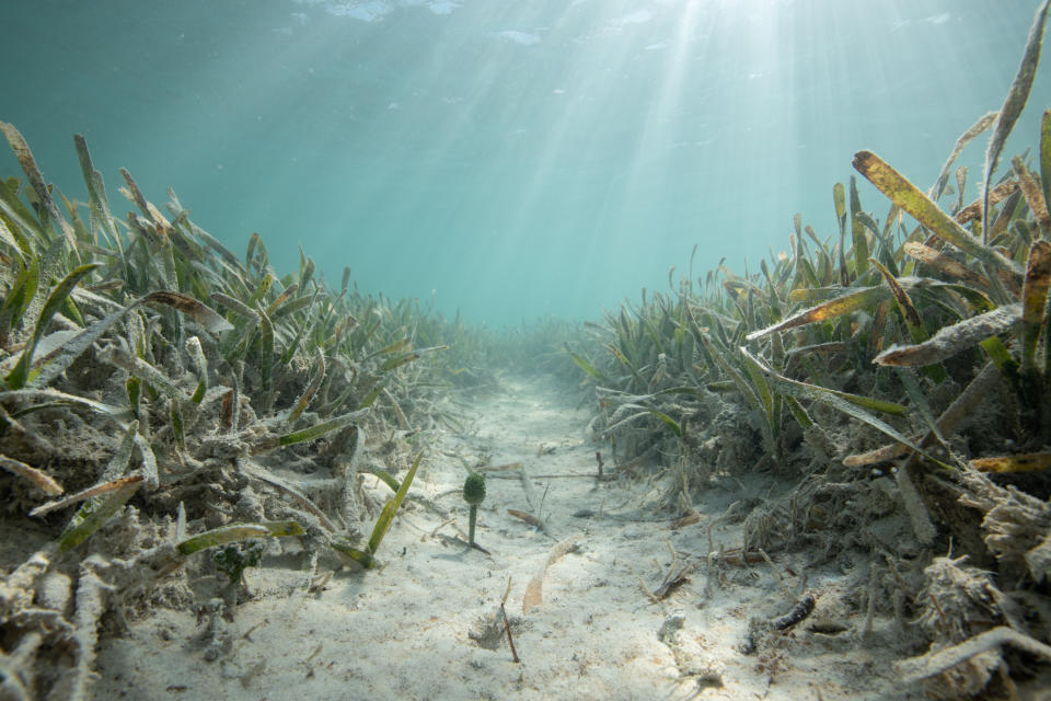 A propeller scar from a boat in a seagrass meadow composed of turtle grass in the Lignumvitae Key Aquatic Preserve, Islamorada, Florida. (Photo: Jennifer Adler for HuffPost)