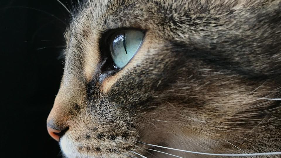 Close up of cat eye