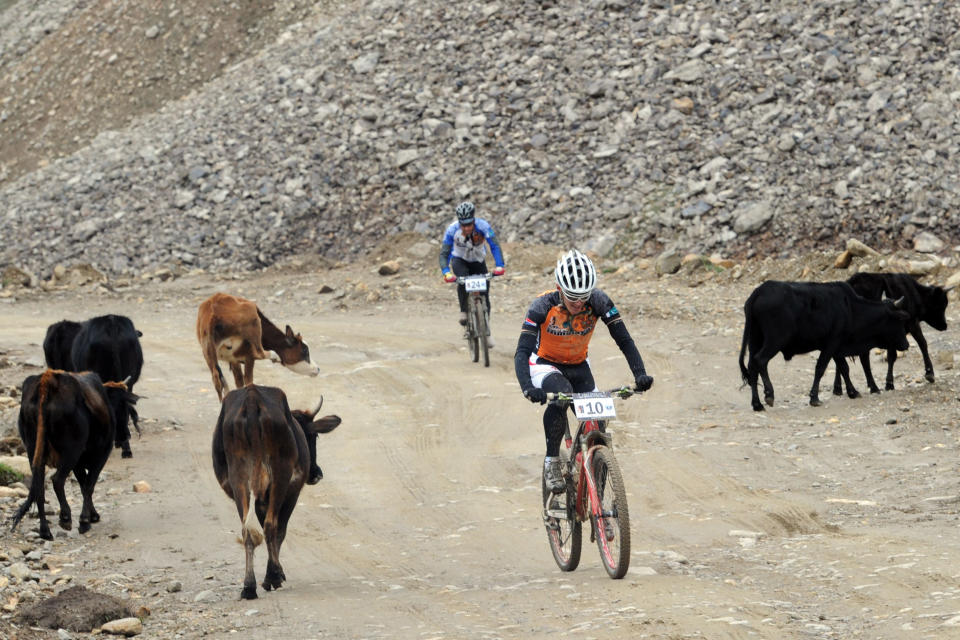 Holland's Irjan Luttenberg (front) and Nathan Dahlberg of Team World United ride past cows during the first stage of the Himalayas 2011 International Mountainbike Race in the mountainous area of Gitti Das in Pakistan's tourist region of Naran in Khyber Pakhtunkhwa province on September 16, 2011. The cycling event, organised by the Kaghan Memorial Trust to raise funds for its charity school set up in the Kaghan valley for children affected in the October 2005 earthquake, attracted some 30 International and 11 Pakistani cyclists. AFP PHOTO / AAMIR QURESHI (Photo credit should read AAMIR QURESHI/AFP/Getty Images)