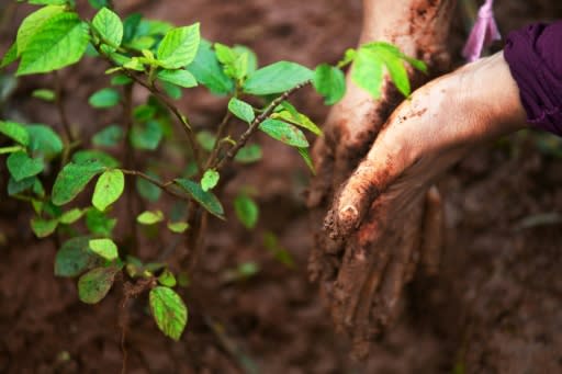 Carbon offset schemes are based on trees absorbing carbon dioxide -- but can planting compensate for pollution that causes global warming?