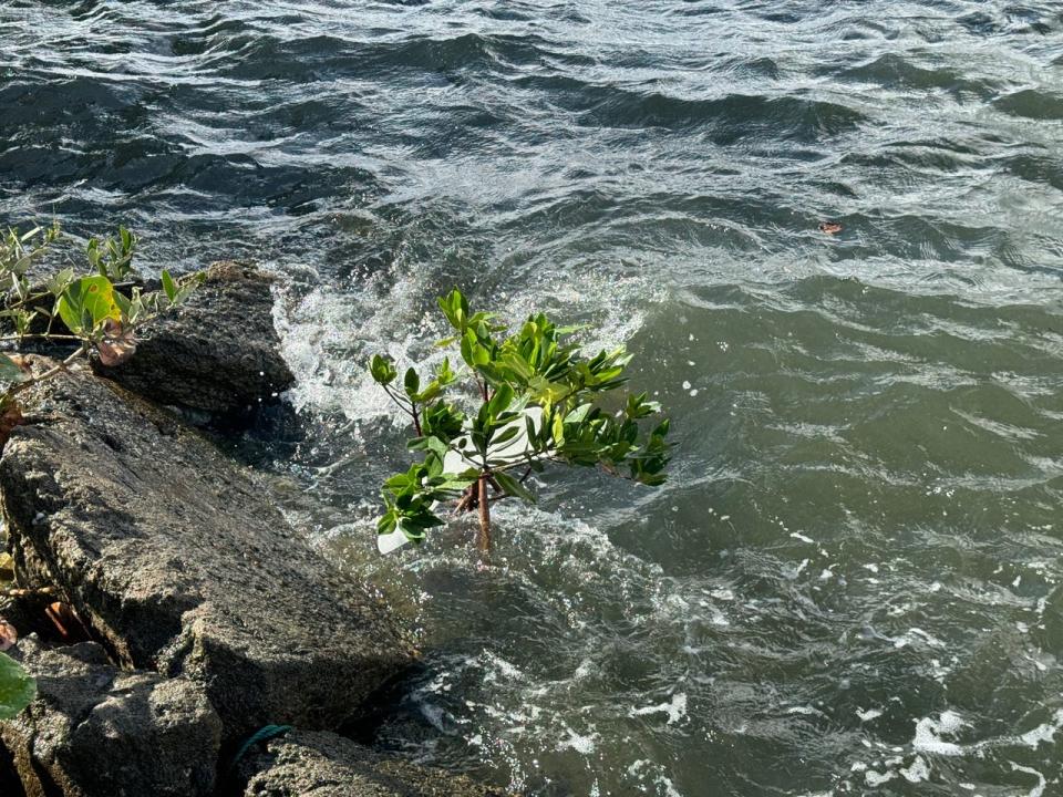 This red mangrove in the Intracoastal has already trapped some trash in the water.