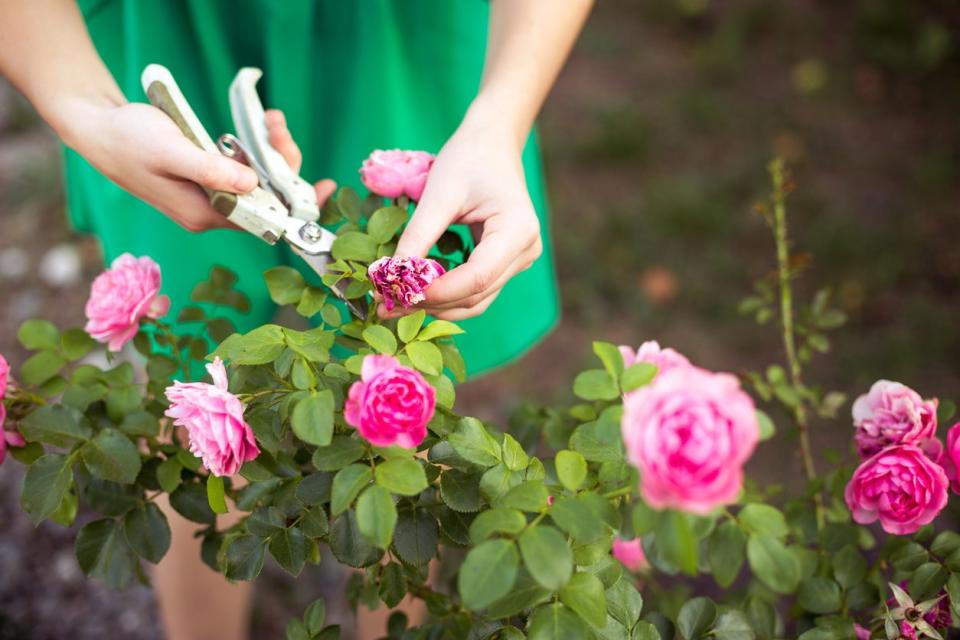 Pruning light pink rose bush. 