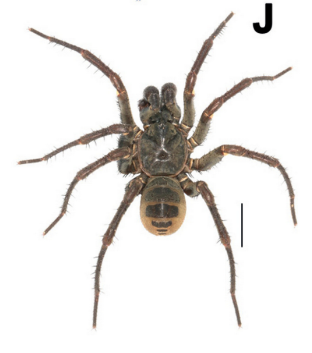 Three new species of mesothelean spiders discovered in China