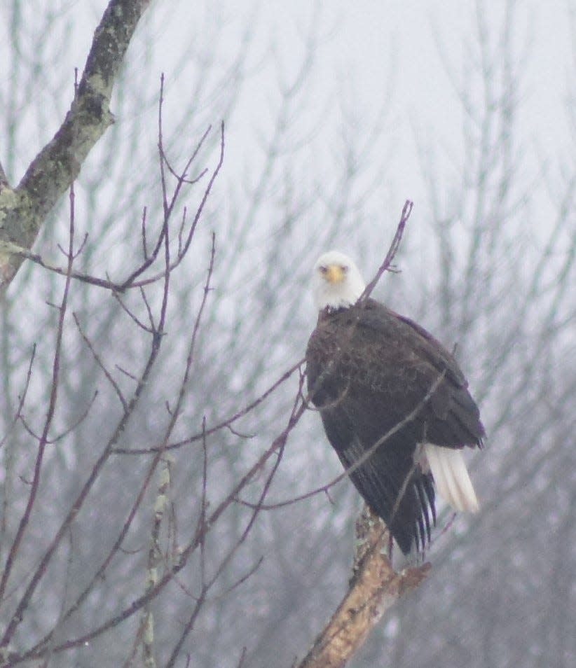 This file photo from 2019 shows an adult bald eagle sitting on a tree limb overlooking a pond on Route 519  in Hampton Township