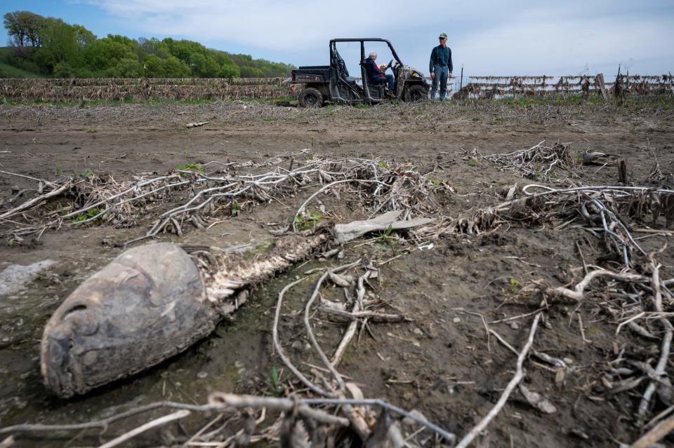 The bones of a fish lie in a field of destroyed soybeans.