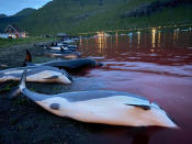 In this image released by Sea Shepherd Conservation Society the carcasses of dead white-sided dolphins lay on a beach after being pulled from the blood-stained water on the island of Eysturoy which is part of the Faeroe Islands Sunday Sept. 12, 2021. The dolphins were part of a slaughter of 1,428 white-sided dolphins that is part of a four-century-old traditional drive of sea mammals into shallow water where they are killed for their meat and blubber. The hunt in the North Atlantic islands is not commercial and is authorized, but environmental activists claim it is cruel. (Sea Shepherd via AP)