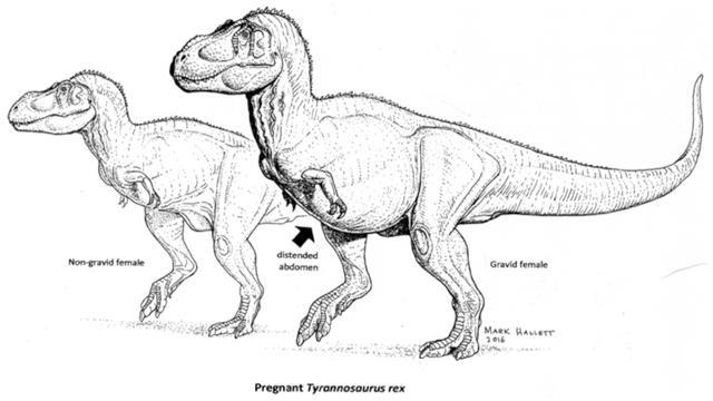 Fossil of Pregnant T. Rex Could Contain DNA