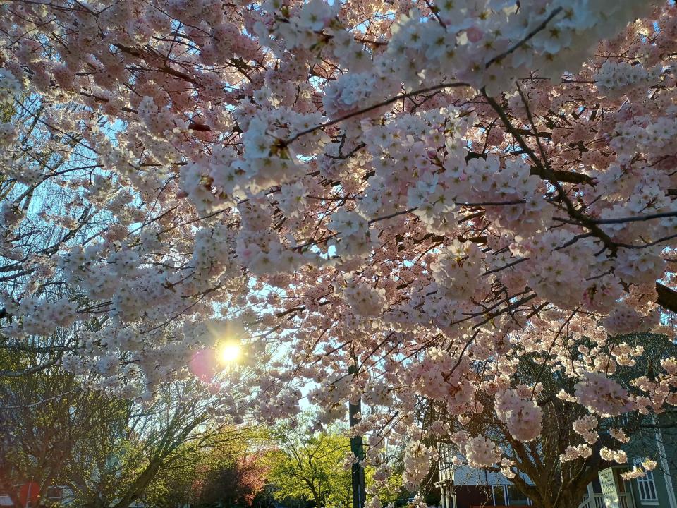 Cherry blossoms