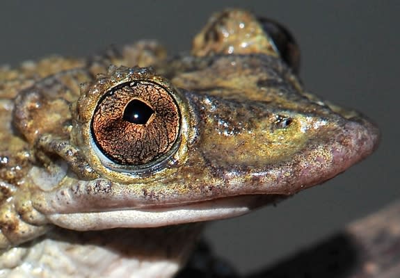 The frog Corythomantis greeningi has venomous spikes on its head that deliver toxin to would-be predators.