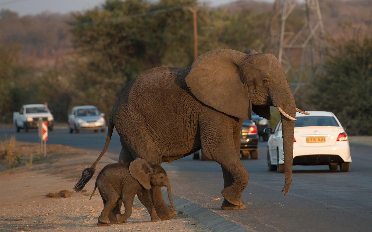 The elephants and the locals in Kasane, Botswana, are having trouble trouble co-existing, despite the success of conservation efforts  - Â© Eddie Mulholland