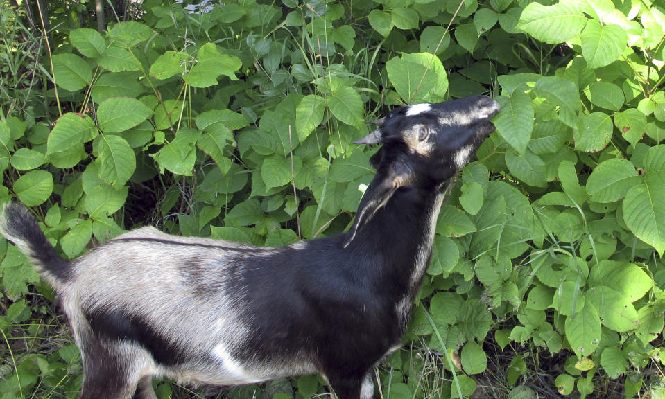 A goat grazes on poison ivy along a recreational path in the capitol city of Montpelier, Vt., on Wednesday, Aug. 8, 2018. The city has tried to get rid of the poison ivy but has been unable to control it using organic treatments, so decided to employ goats. (AP Photo/Lisa Rathke)