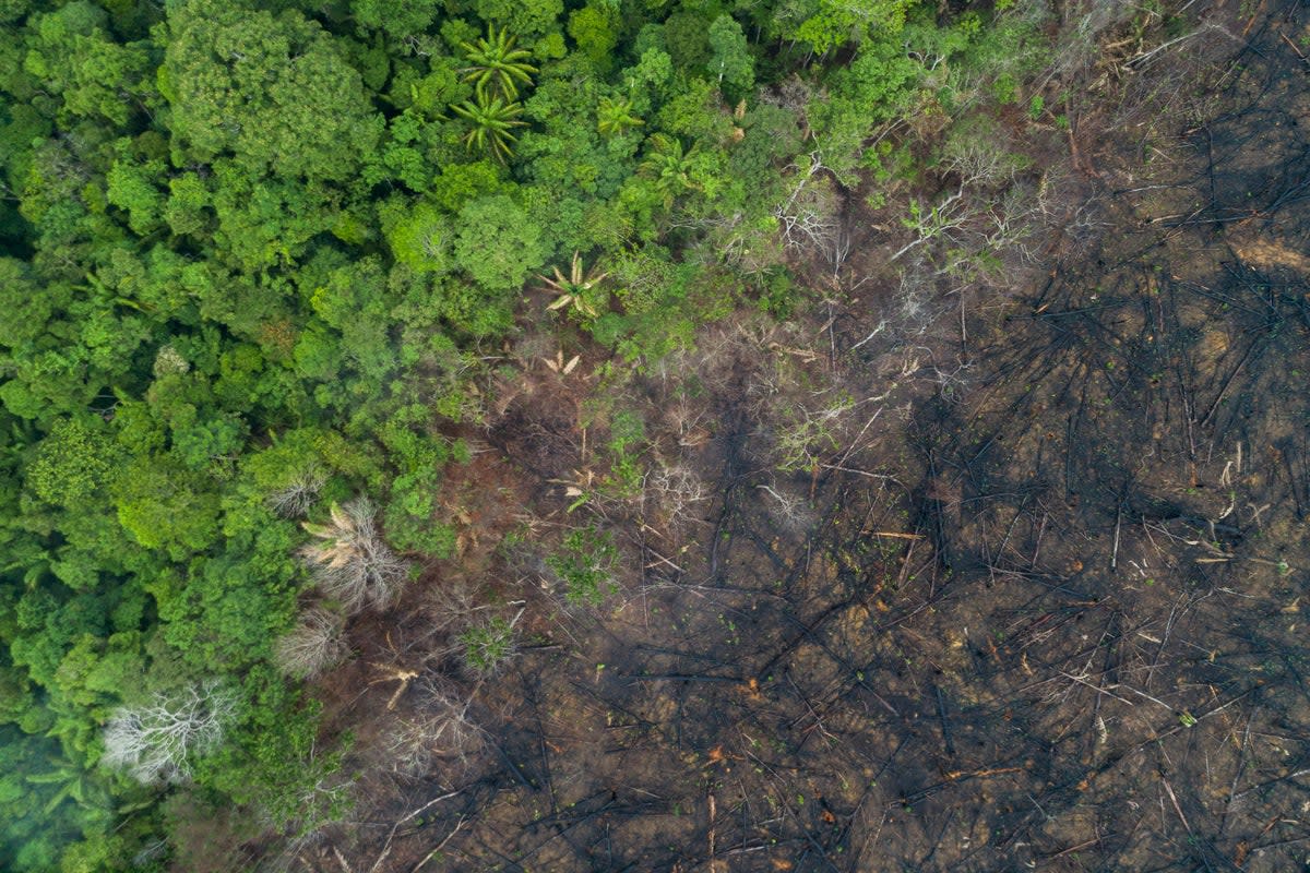 Deforestation in the Amazon rainforest, pictured in 2020. New research found that tree loss increased around the world in 2022, despite an international pledge to halt it  (PA)