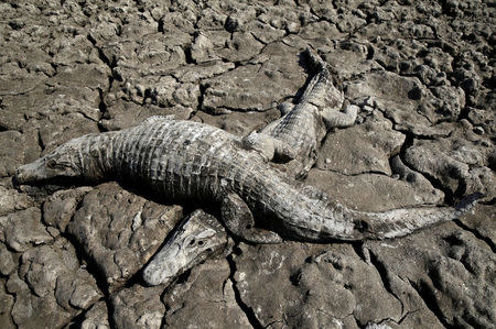 Dead yacare caimans are seen in the dried-out river bed of the Pilcomayo river in Boqueron, Paraguay, August 14, 2016. REUTERS/Jorge Adorno