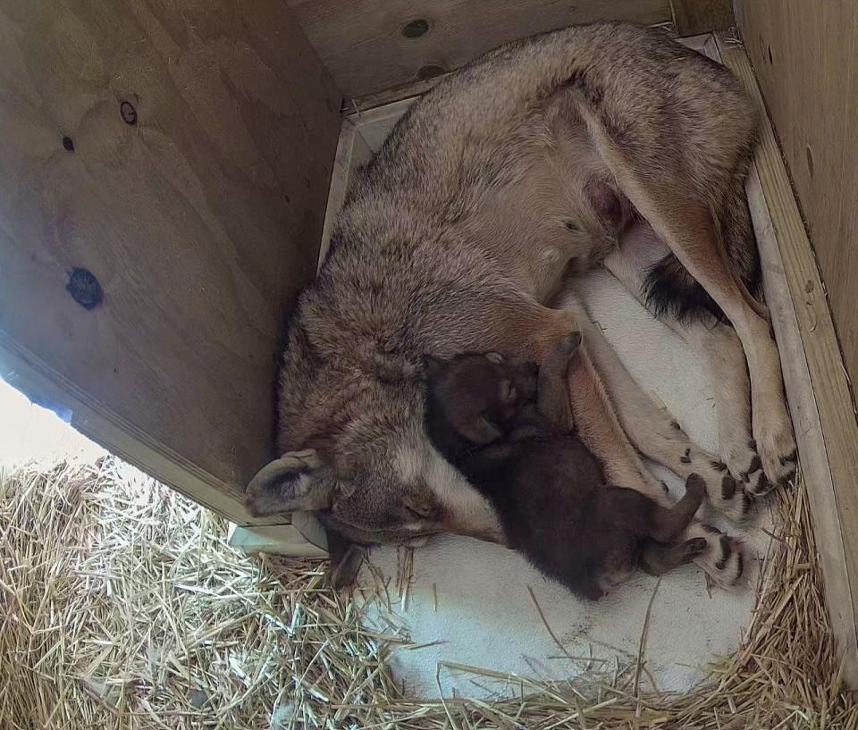 The red wolf pup and its mom, Brave, rest in their den.