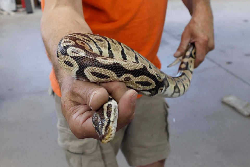 <p>Brian Hill/bhill@dailyherald.com</p> Brad Lundsteen owner of Suburban Wildlife Control holds a four-foot-long ball python that he removed from a Toyota Crown on Oct. 2