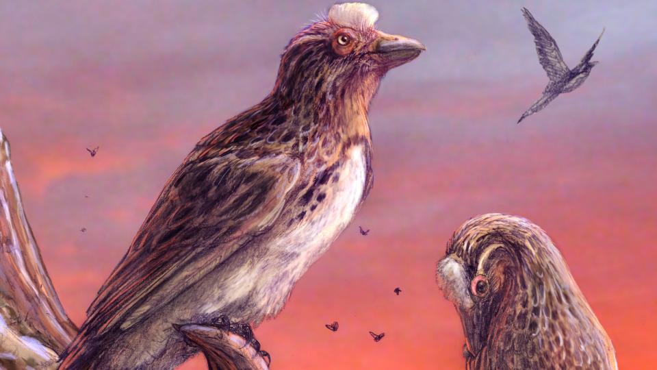 <p>A bird from 75 million years ago was as highly evolved as its modern counterparts, yet it vanished along with the dinosaurs. </p>