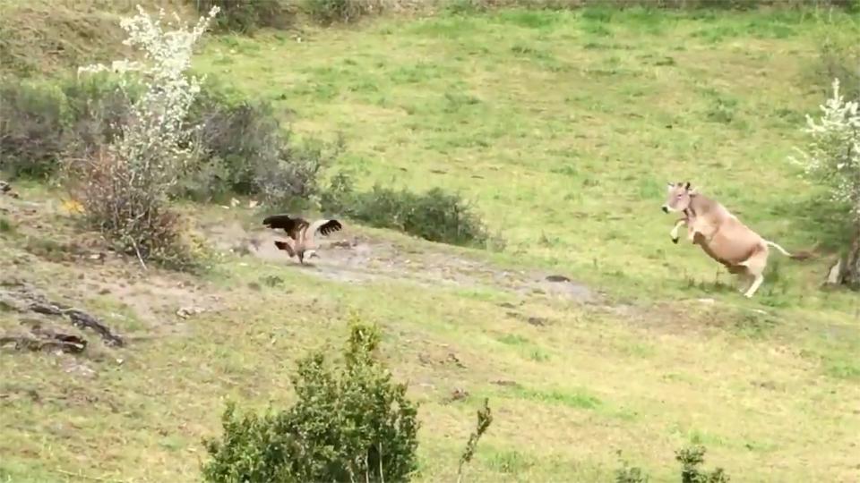 Una vaca trata de ahuyentar a un buitre en el valle de Benasque. (Crédito: Twitter/@JavierMoracho)