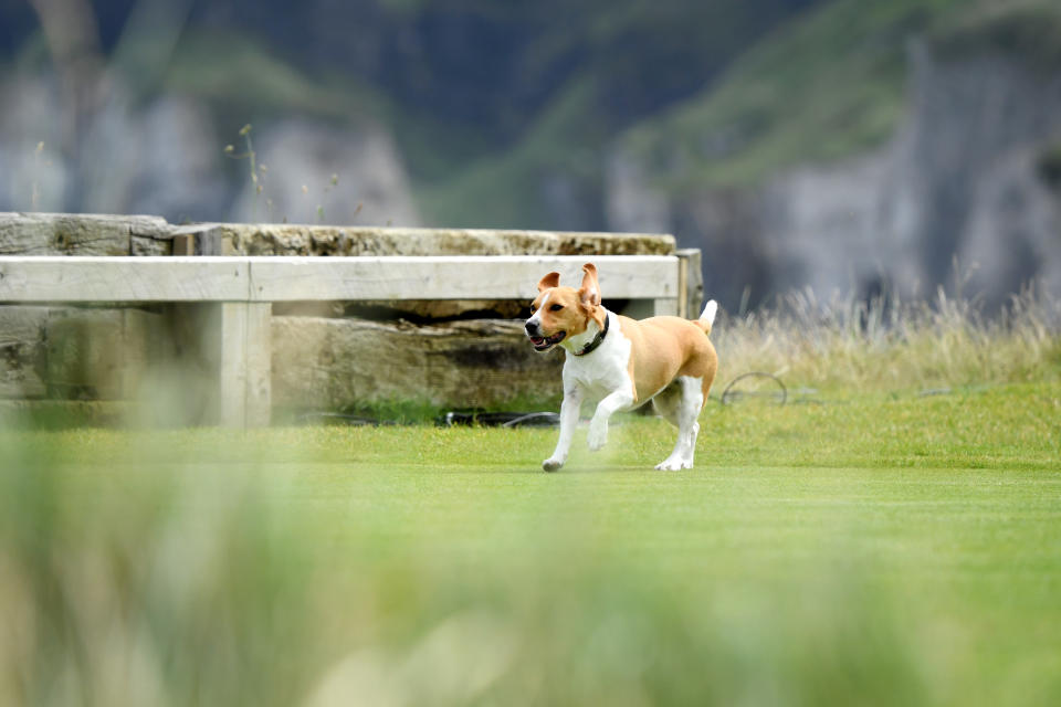 A dog runs on to the sixth tee box during the first round of the 148th Open Championship held on the Dunluce Links at Royal Portrush Golf Club on July 18, 2019 in Portrush, United Kingdom. (Photo by Matthew Lewis/R&A/R&A via Getty Images)