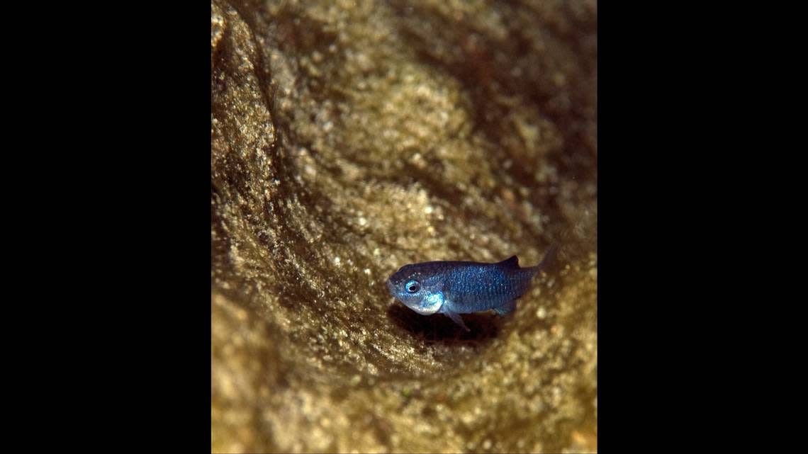 The Devils Hole pupfish reached a 25-year high spring count of 191 fish.