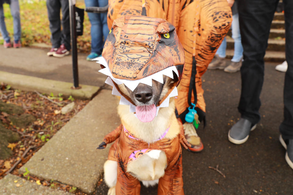 NYC pups in cute and creative costumes for annual Halloween Dog Parade