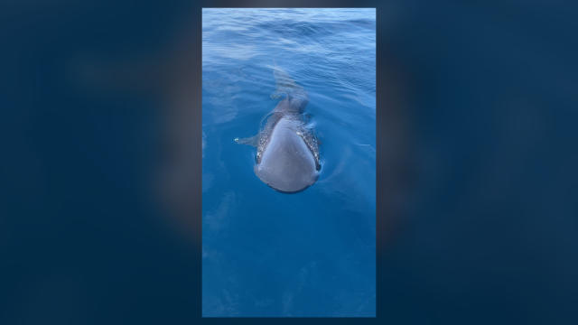 Two EXTREMELY rare megamouth sharks captured on video off the coast of San  Diego by fishermen