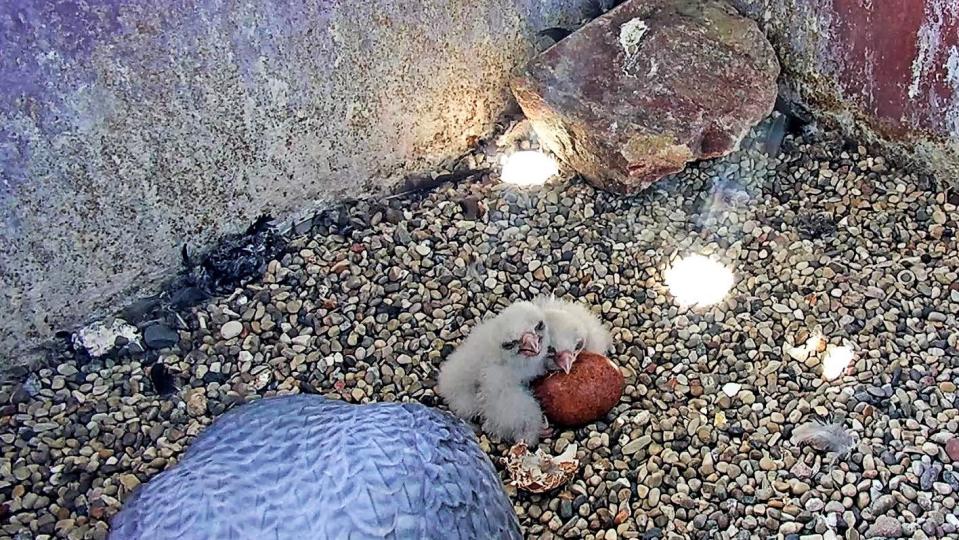 Peregrine falcons hatched in late May at Weston Power Plant south of Wausau.