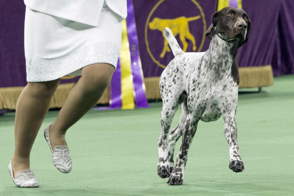 FILE — CJ, a German shorthaired pointer, is shown in the ring by his handler during the Best in Show competition, at the 140th Westminster Kennel Club dog show, Feb. 16, 2016, at Madison Square Garden, in New York. The American Kennel Club announced Wednesday, March 15, 2023 that French bulldogs have become the United States' most prevalent dog breed, ending Labrador retrievers' record-breaking 31 years at the top. (AP Photo/Mary Altaffer, File)