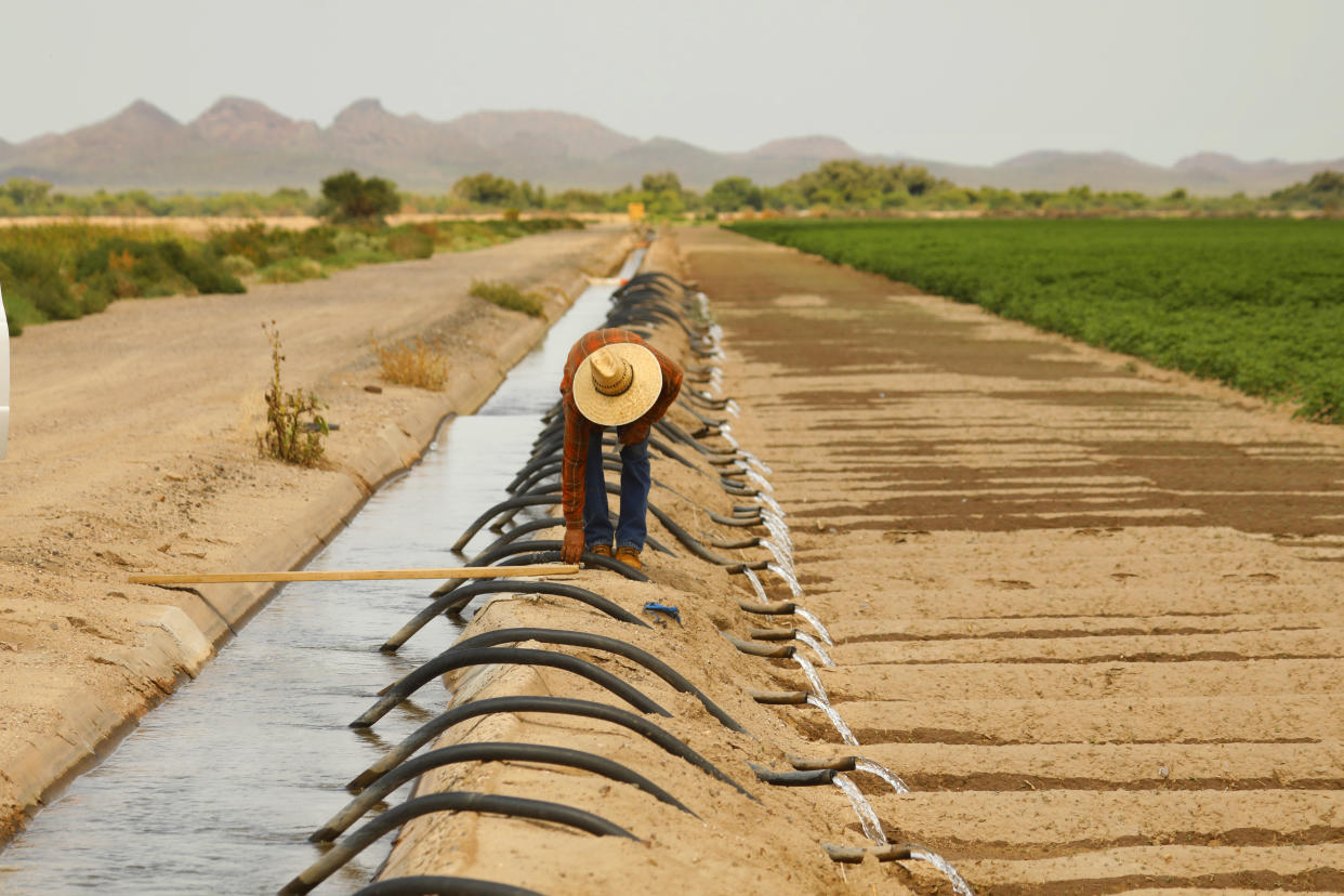 A worker moves irrigation tubes on a farm in Pinal County at Minal, Ariz. 