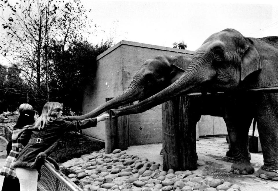 Sherri Pennington and her sister and brothers feed the elephants – a common practice at the time – at the Sacramento Zoo on Dec. 24, 1978. Because of the cramped and out-of-date enclosure, the zoo relocated its last elephant, Winky, to Detroit in 1991. Winky had been alone since her roommate Sue died in 1988.