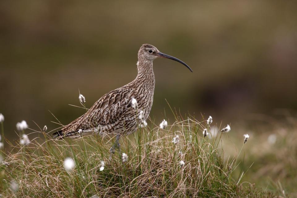 Birds such as the redshank, curlew and lapwing are down by almost 50 per cent (Getty Images/iStockphoto)