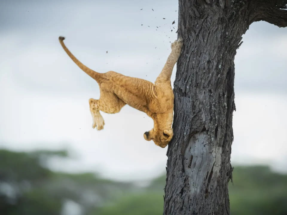 Título “Reflejos no tan felinos”. Este cachorro de león de 3 meses salta de un árbol para saludar a otros cachorros en Serengeti, Tanzania.