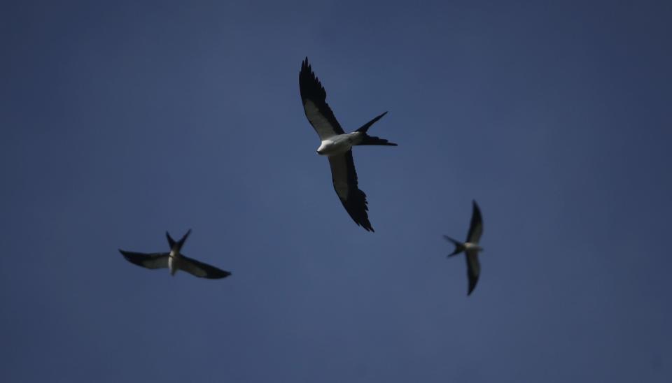 A flock of swallow-tailed kites soars over the Corkscrew Regional Ecosystem Watershed on Monday, May 2, 2022. The acrobatic birds are nesting this time of year. Some of the birds could be seen gathering nesting material. In July they will gather in large communal roosts and then make the migration to South America.  