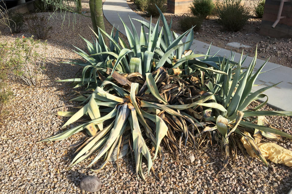 Planta de agave, planta del desierto (Cortesía de Kevin Hultine)