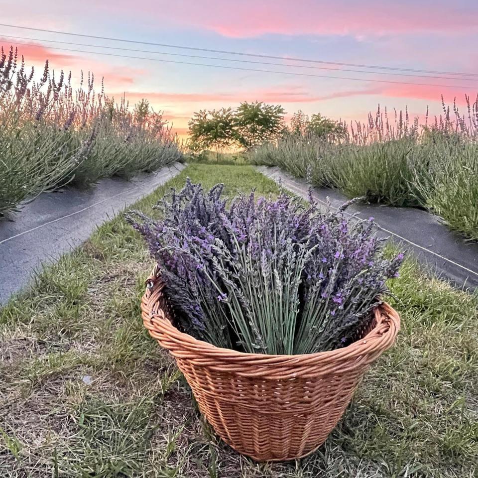 Jessica and Jason Mortvedt's Iowa Lavender farm blooms with nearly 300 lavender plants. The farm is a stop on the 2022 Ames Altrusa Garden Tour.