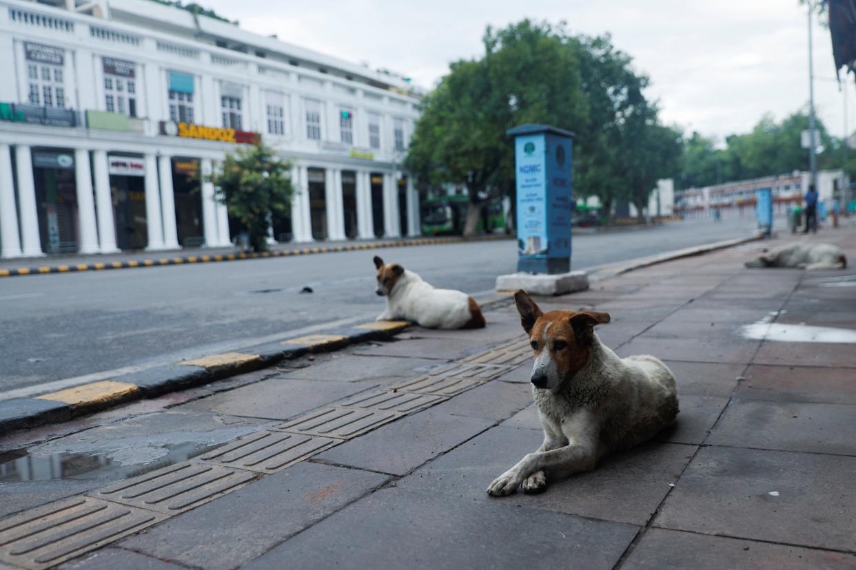 Stray dogs sit on a deserted street, on the day of the G20 summit in New Delhi, India, September 9 (REUTERS)