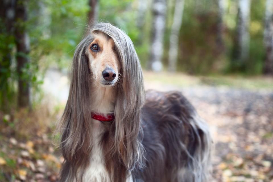 smart dog afghan hound with ideal data stands in the autumn forest and looks into the camera a long bang closes her one eye picturesque portrait of a dog