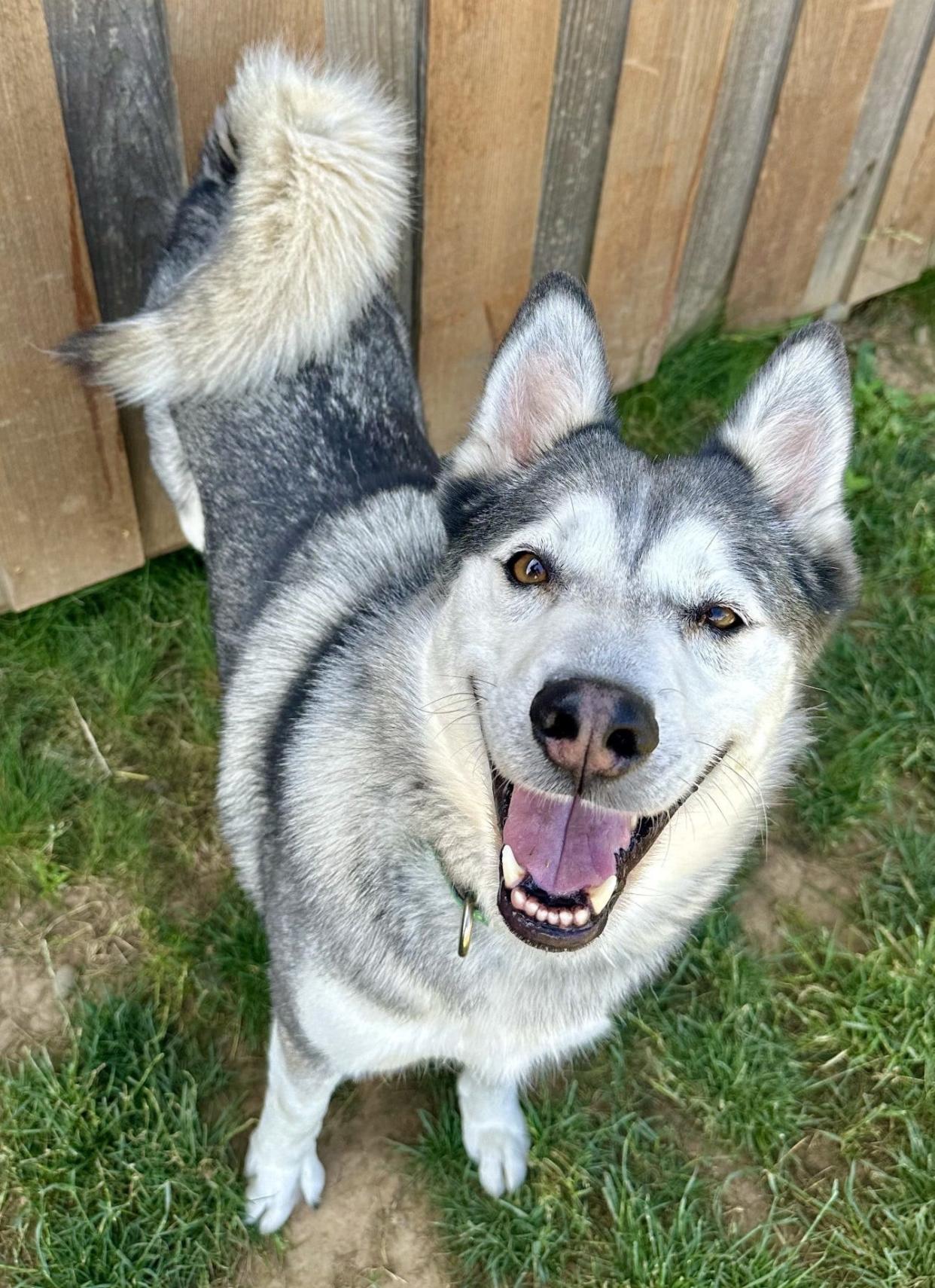 Bella is an 8-year-old Husky available for adoption at Greenhill Humane Society.