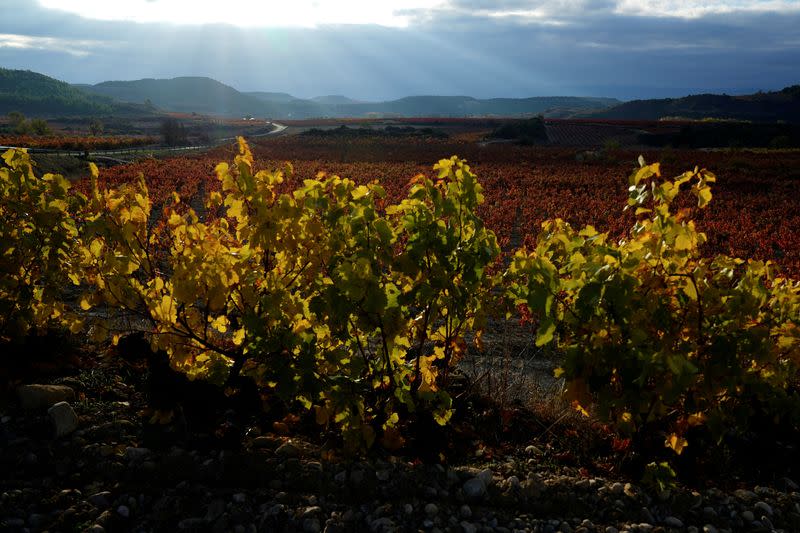 FILE PHOTO: Spanish wineries struggle with delays as supply chain crisis bites