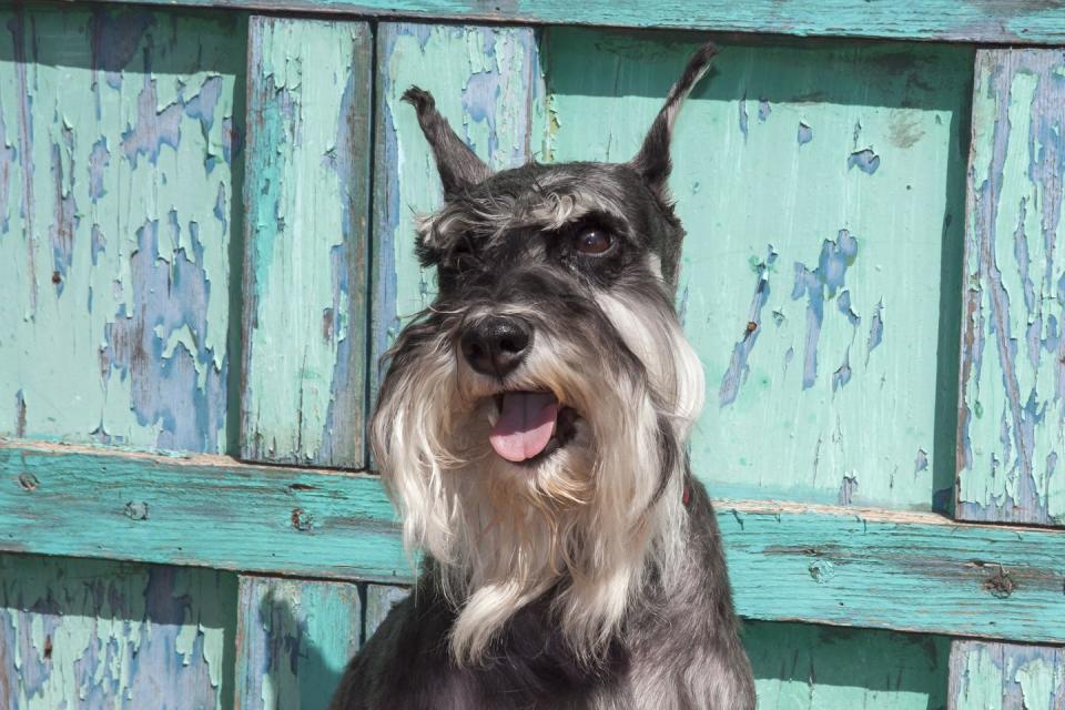 Schnauzer Dog Bright Background